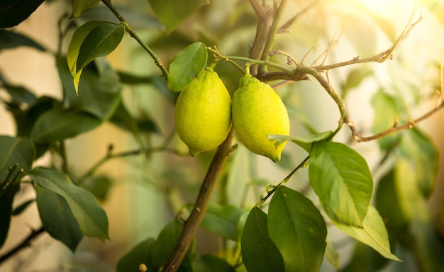 Closeup shot of ripe lemons growing on tree at sunny day