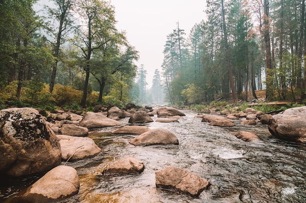 Closeup shot of a river in a forest