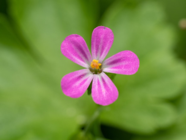 Closeup shot of a Robert blossom on a blurred background