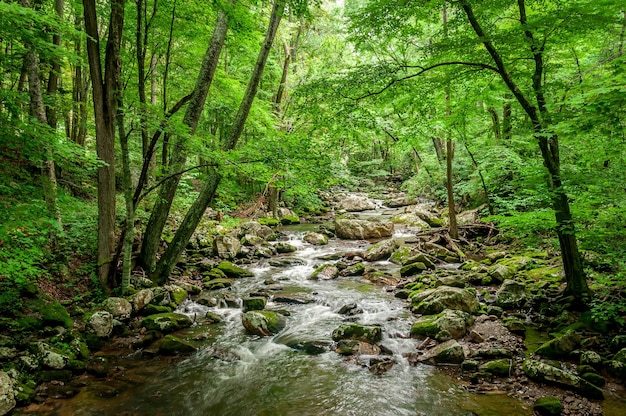 Closeup shot of a rocky river in a forest