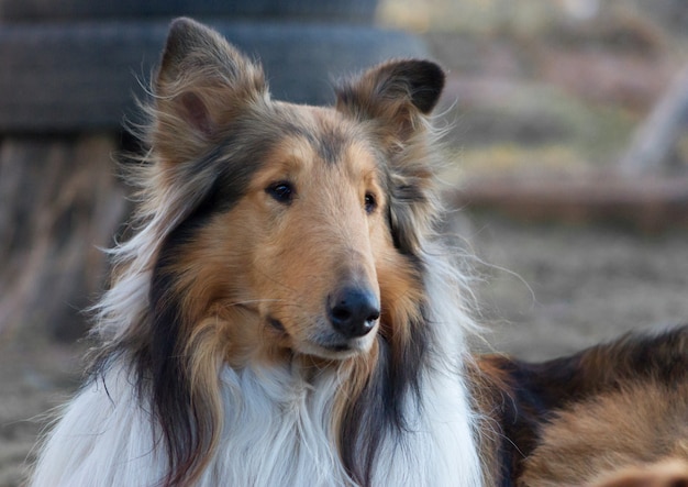 Un colpo del primo piano di un collie ruvido che si siede sulla terra all'aperto durante la luce del giorno