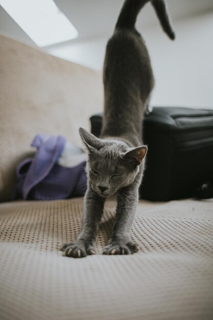 ソファに伸びているロシアの青い猫のクローズアップショット