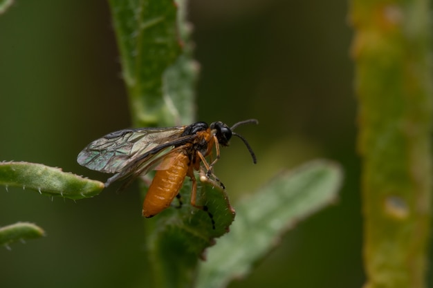 Closeup shot of a sawfly perched on a cactus branch