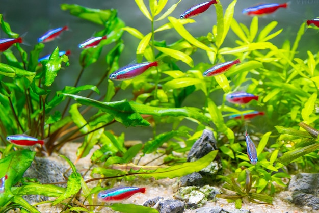 Closeup shot of a school of neon tetra in the aquarium