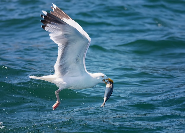 Closeup shot of a seagull flying with fish at daytime