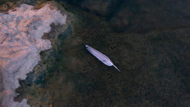 Closeup shot of a single feather floating in the water