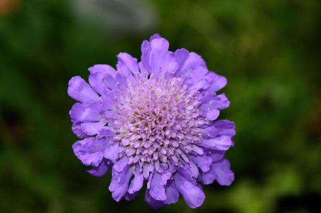 Photo closeup shot of a small scabious