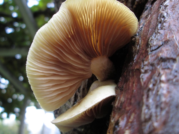 Closeup shot of a snail on the tree trunk