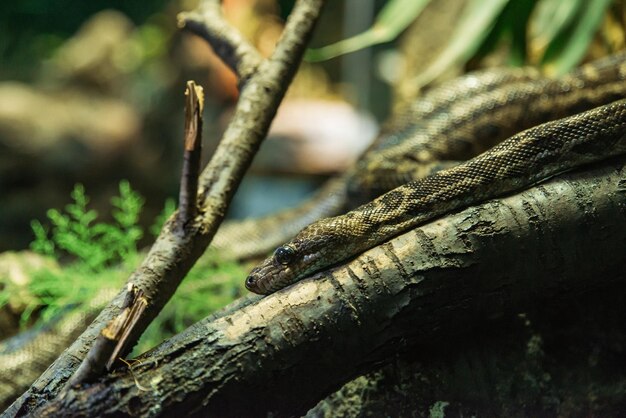 Closeup shot of a snake in a nature