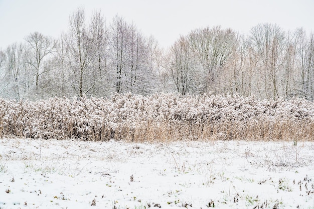 Closeup shot of a snow-covered field with dry tall grass