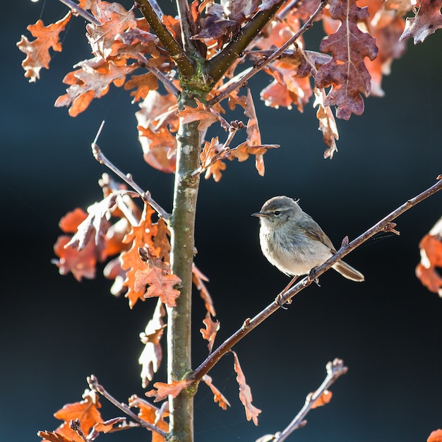 Closeup shot of a sparrow perched on a tree branch with a blurred background