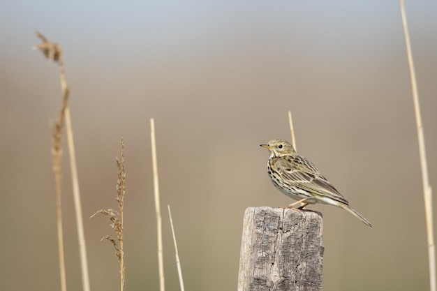 Closeup shot of a sparrow on a wooden fence