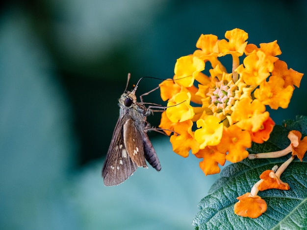 Closeup shot of a species of grass skipper on a yellow flower in a Japanese park