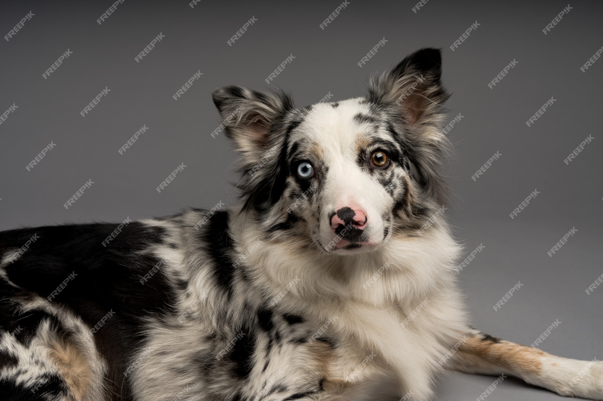 Premium Photo  A closeup shot of a spotted border collie blue merle dog  with heterochromia eyes