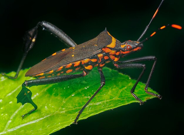 closeup shot of squash leaffooted bug