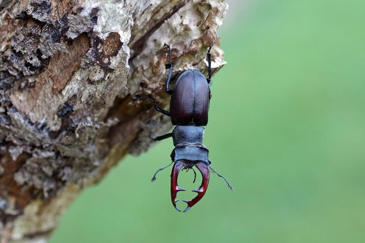 年老いた木に孤立した鹿の甲虫のクローズアップ写真