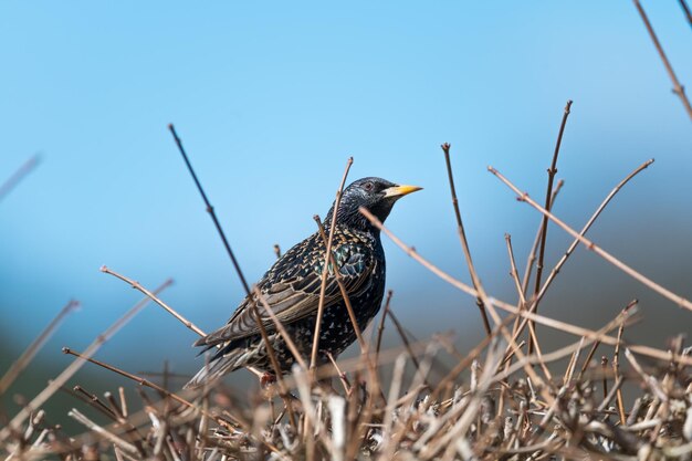 Closeup shot of a starling bird on the ground