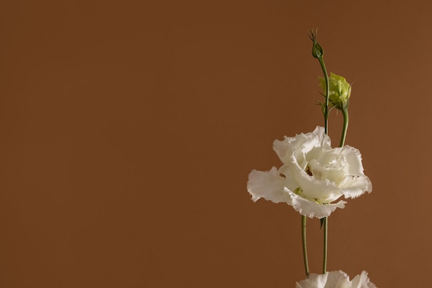 A closeup shot of a still life of white flower eustoma on pastel brown background aesthetic composition