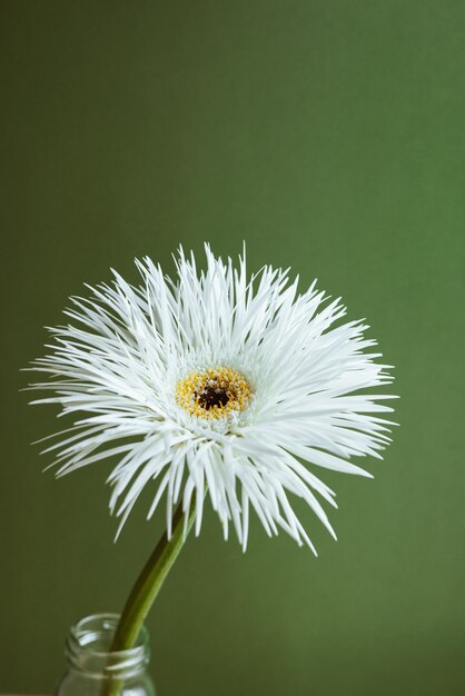 A closeup shot of a still life of white flower on pastel green background aesthetic composition