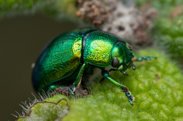 Closeup shot of a Tansy beetle on a leaf