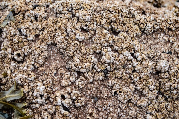 Closeup shot of textured barnacles