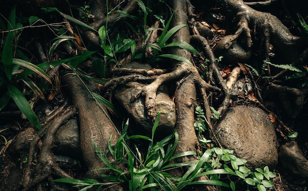 Closeup shot of tropical plant roots