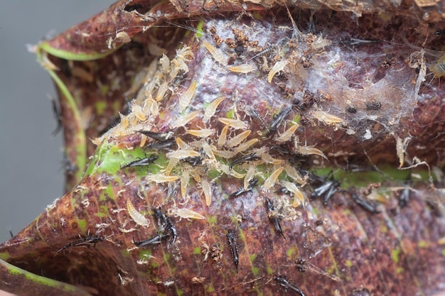 Photo closeup shot of the tubetailed thrips insect