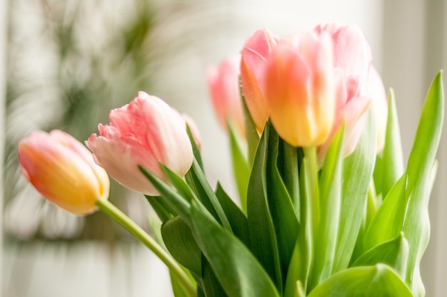 Closeup shot of tulips standing against window at home