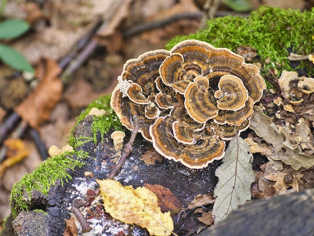 Closeup shot of a turkey taimushroom on a stone covered in moss and fall leaves