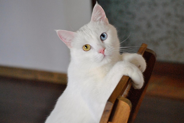 Closeup shot of a Turkish Van car indoors laying on a wooden chair