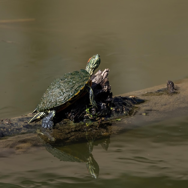 Closeup shot of a turtle by the lake