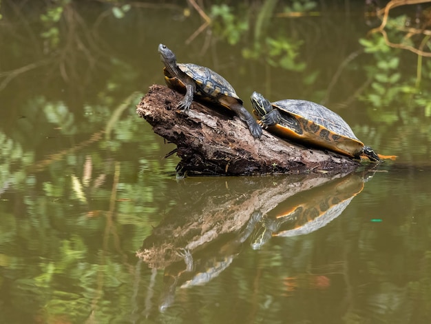 Closeup shot of a turtle by the lake