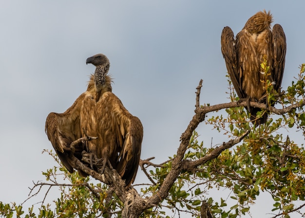 Closeup shot of two vultures standing on branches under the blue sky