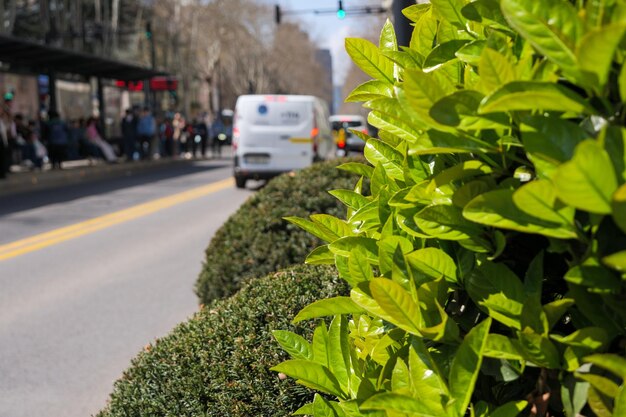 Foto immagine ravvicinata di vivaci cespugli verdi lungo la strada della città con auto e persone