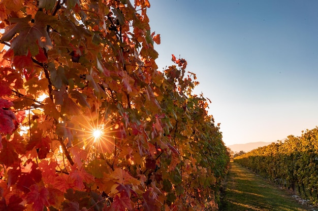 Closeup shot of vineyard at sunset in autumn