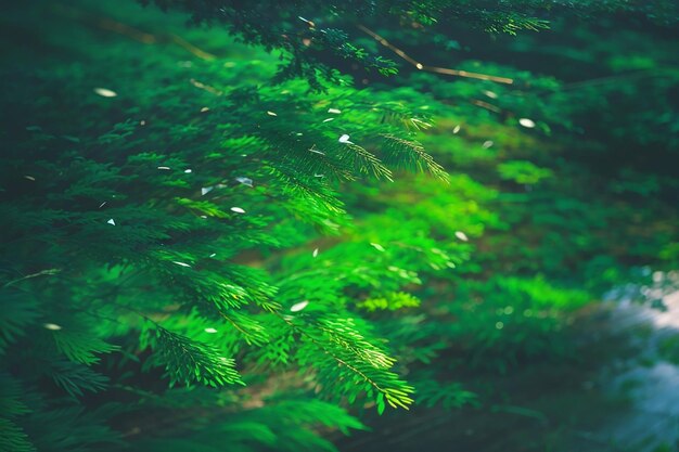 closeup shot of virginia pine