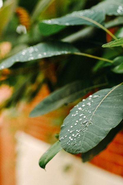 家 の 植物 の 葉 に 落ちる 水 の クローズアップ 写真