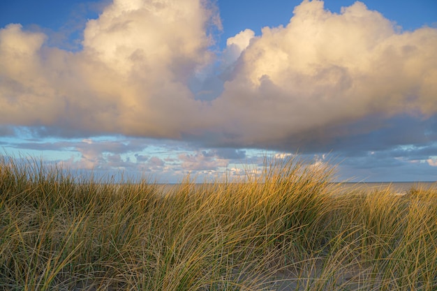 Closeup shot of waving dune grass with cumulus clouds above the North Sea of Netherlands