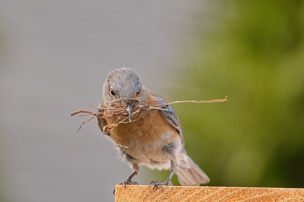 Closeup shot of a western bluebir gathers nesting materials to build its nest