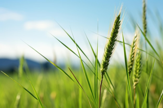 Closeup shot of a wheat ear against a blurred green field