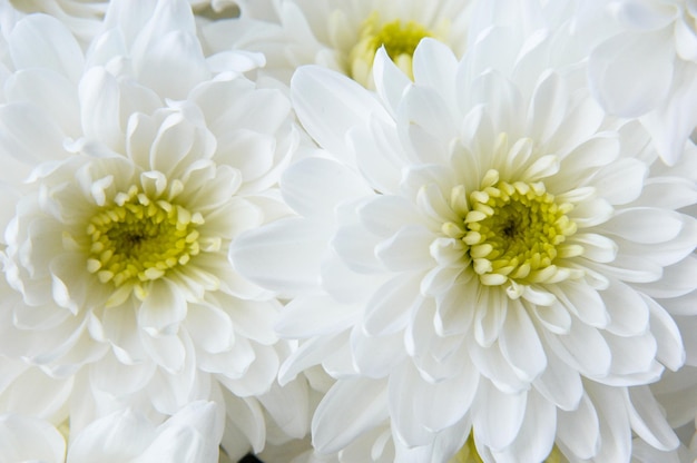 Closeup shot of white chrysanthemums