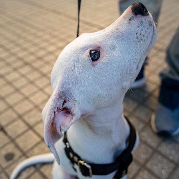 Closeup shot of a white dog