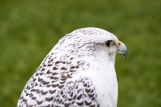 Closeup shot of a white hawk standing in a park