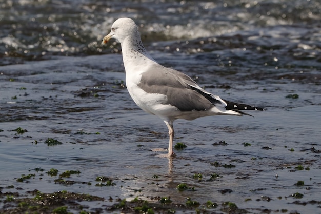 Closeup shot of a white seagull in the water on the coast