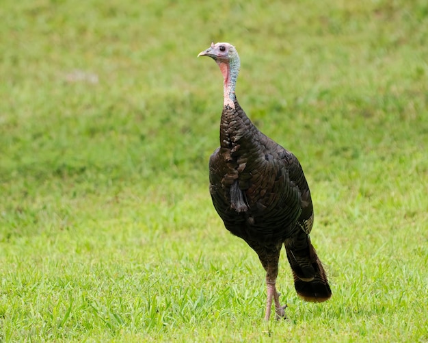 緑の畑で野生のトルコ (Meleagris gallopavo) のクローズアップ写真