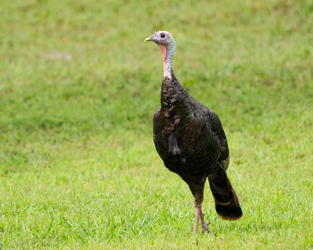 Closeup shot of a wild turkey (Meleagris gallopavo) in the green field