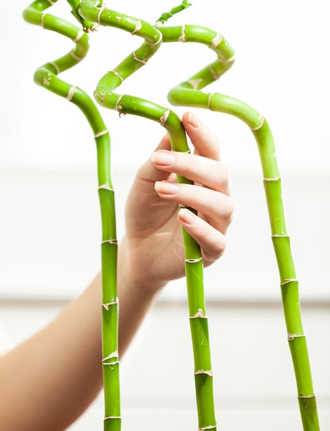 Closeup shot of women hand with manicure touching decorative bamboo