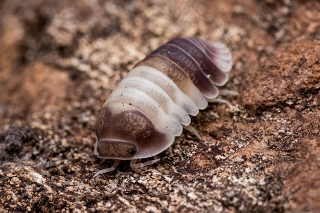 Closeup shot of a woodlouse in its natural habitat Cubaris Panda King