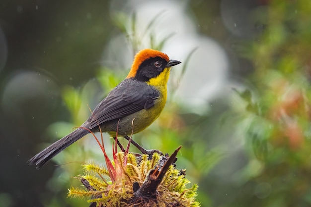 Closeup shot of a yellow-breasted brush finch bird perched on tree branch