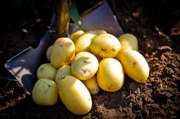 Closeup shot of yellow freshly picked potatoes in a field in Idaho